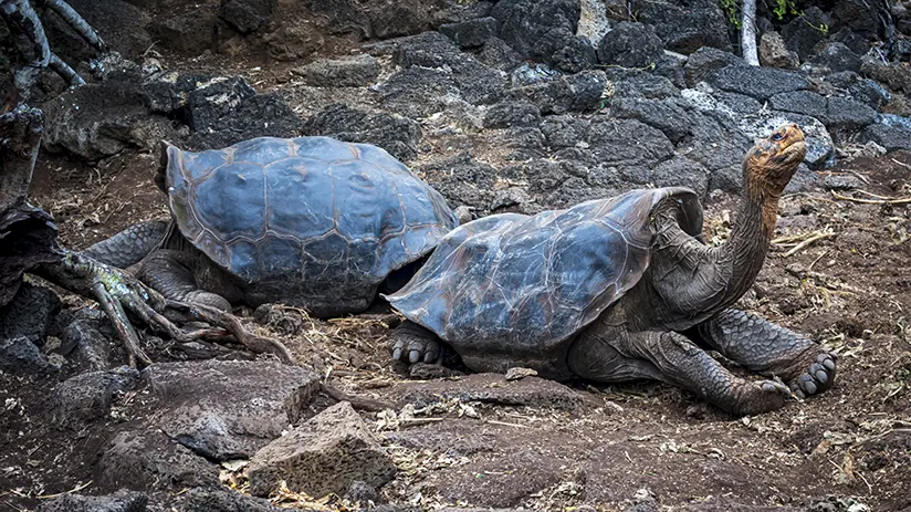 Galapagos turtoise