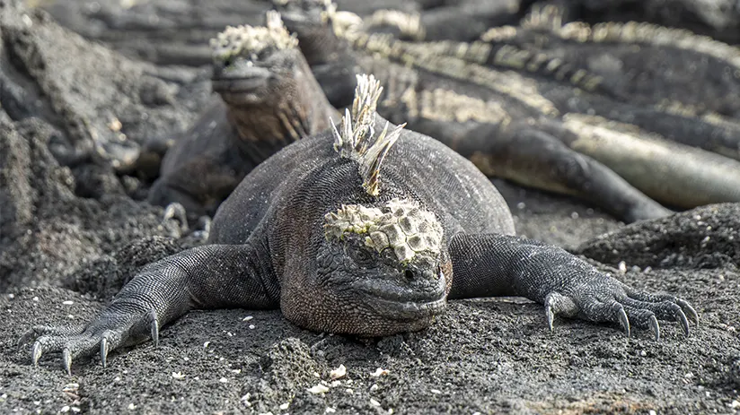 Iguanas Galapagos Islands