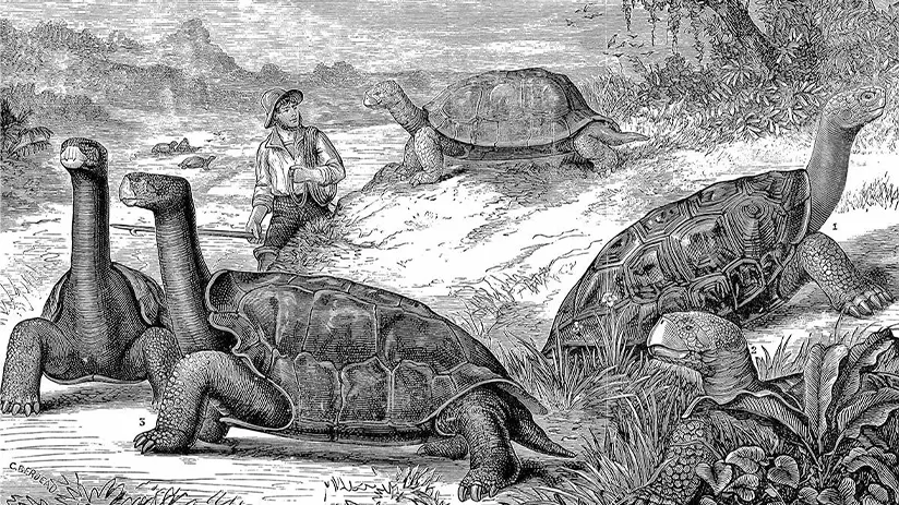 Tortugas history