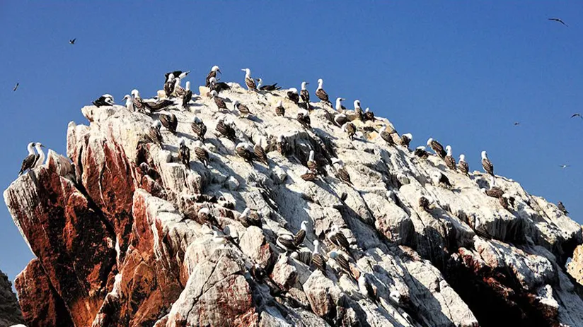 ballestas islands portrait
