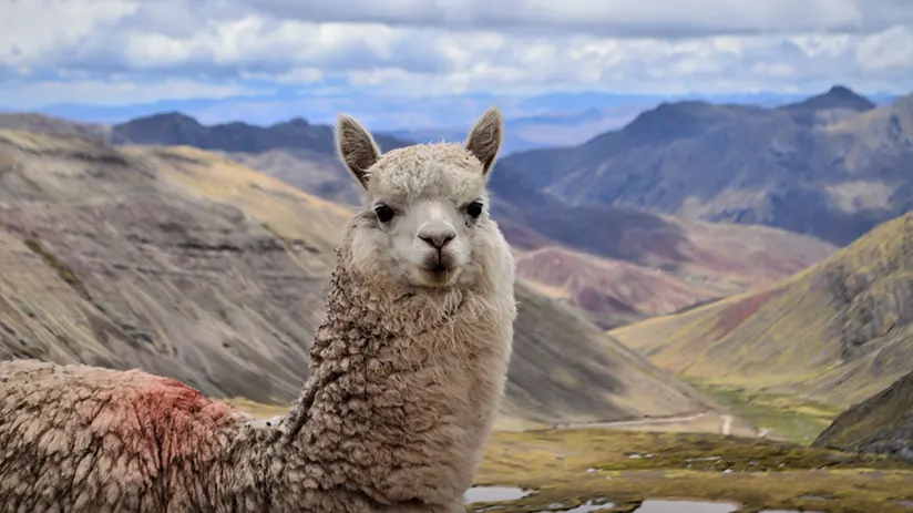 Animals in Andes Cusco
