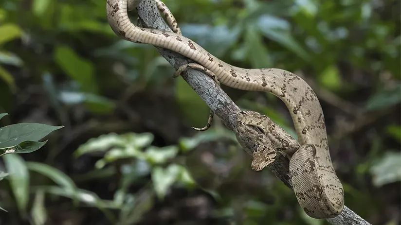 Biodiverse reserve Peru