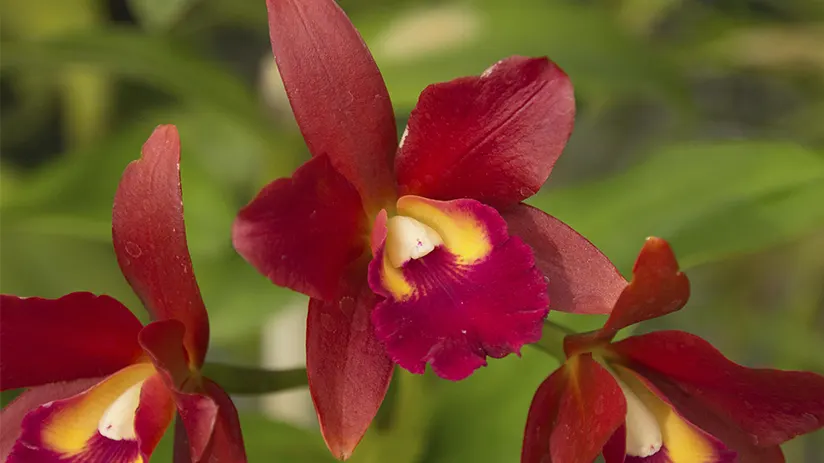 Flora Manu Reserve