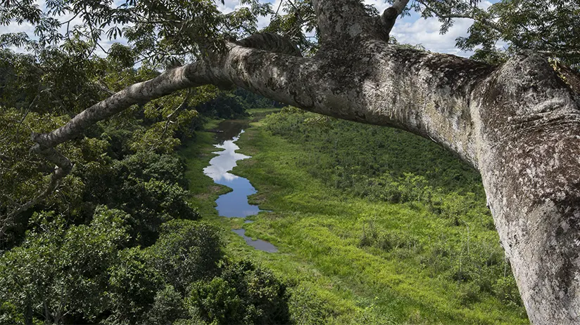 Jungle walk Peru