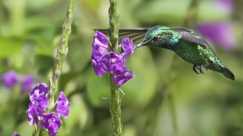 Manu National Park biodiversity