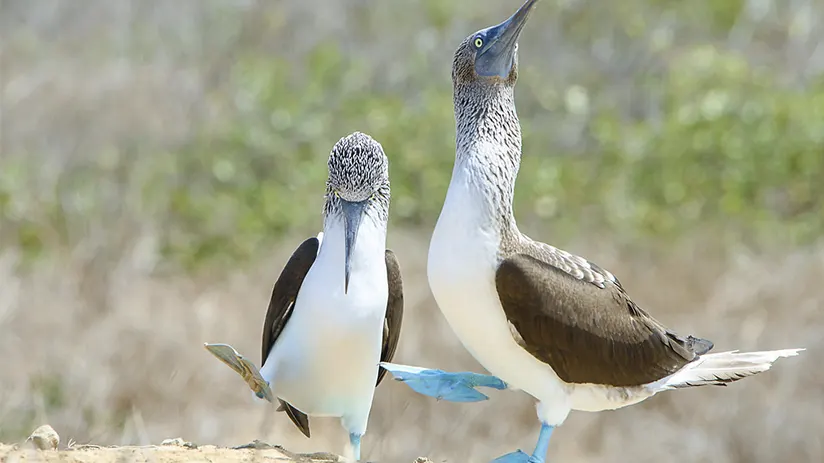 Birds of the Galapagos Islands