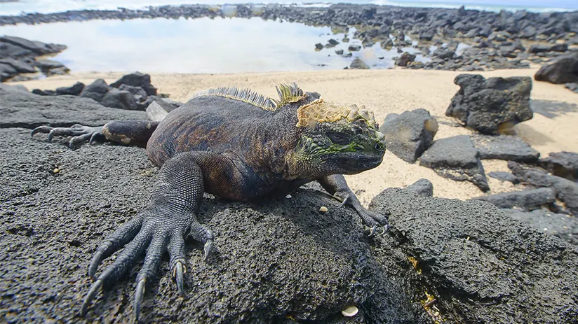 What Galapagos Islands has to offer