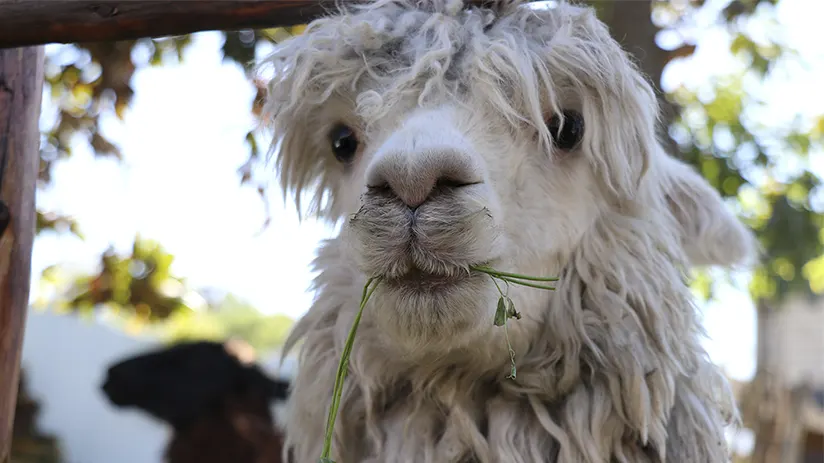 Delight the Mundo Alpaca