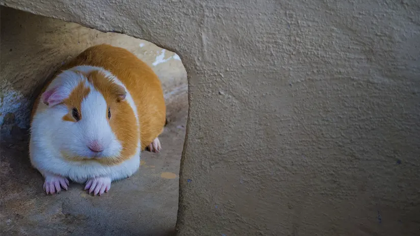 Cuy in the colonial era