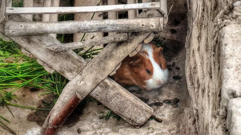 Cuy in the Inca period