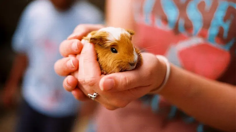 Cuy in the present day