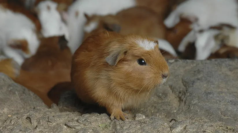 Guinea pig