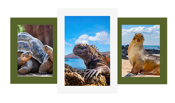 ecuador packages destination