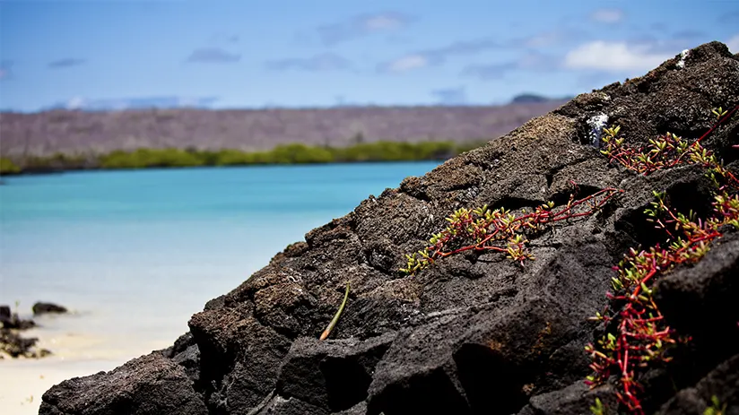 Best time to visit Galapagos and Machu Picchu
