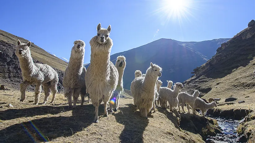 Machu Picchu and Galapagos route