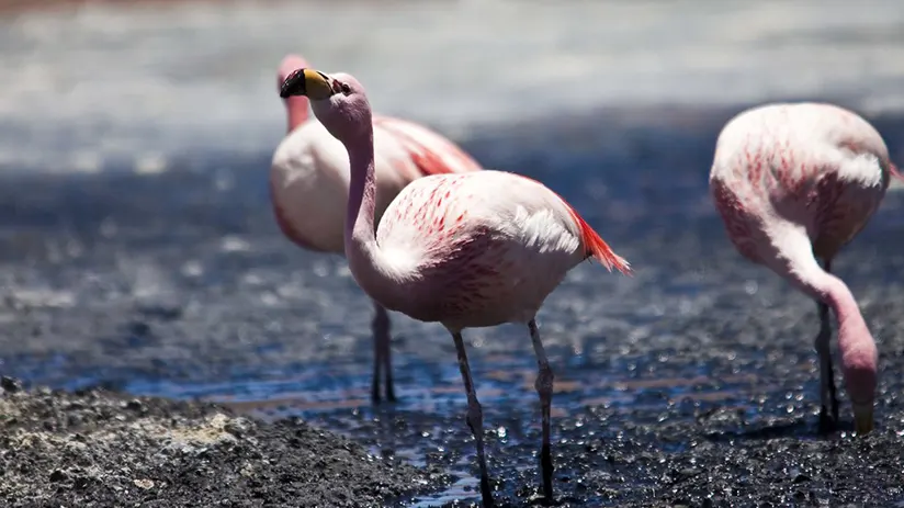 Pink flamingos of the Colored Lagoon