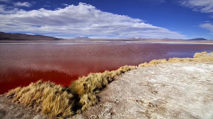 Red Lagoon of Bolivia