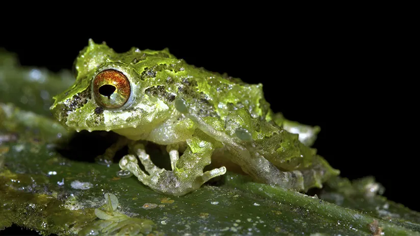 Frog concert in Mindo Cloud Forest