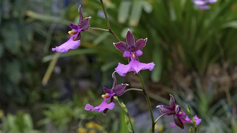 Orchid garden in Mindo Cloud Forest
