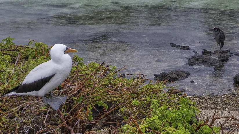 Rainy season of Ecuador
