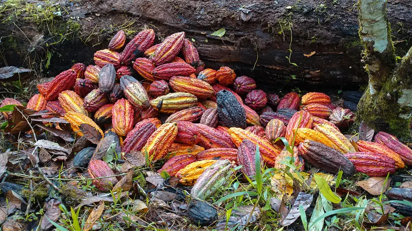 Best chocolate in Ecuador