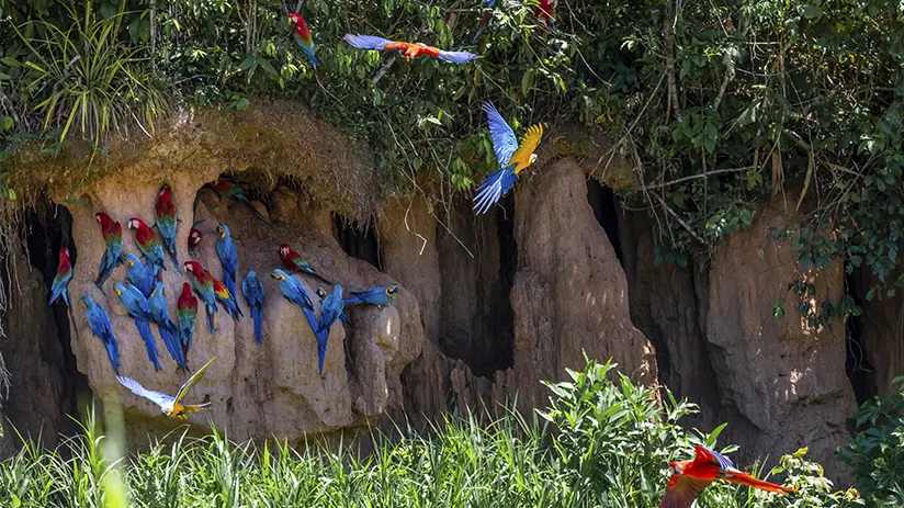 Best destinations to observe macaws