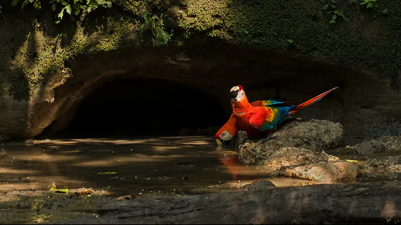 Best place for macaws