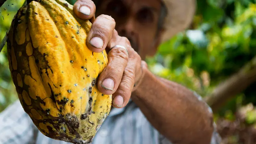 Ecuador chocolate bean tour