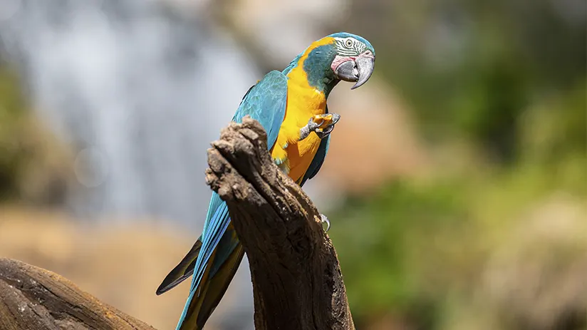 Other Amazon regions