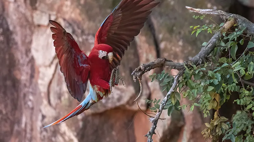 Tambopata National Reserve