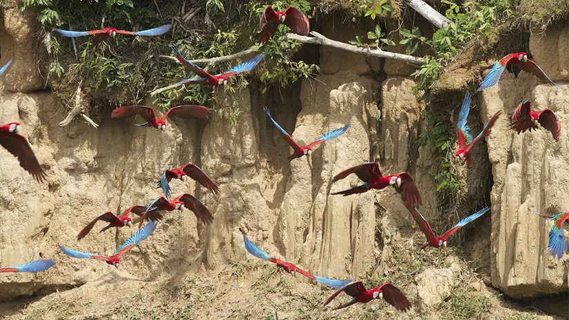 Top season to spot Macaws