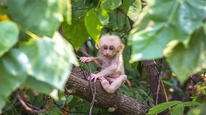 Baby monkey in nature