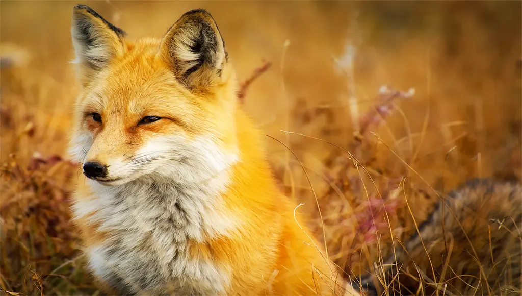 Fox in the nature