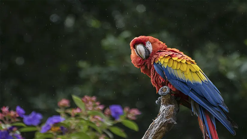 Macaw in the Peruvian jungle