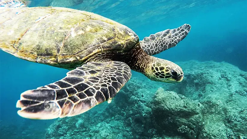 Sea turtles in Ecuador