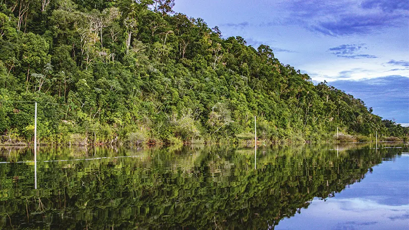 Amazon rainforest