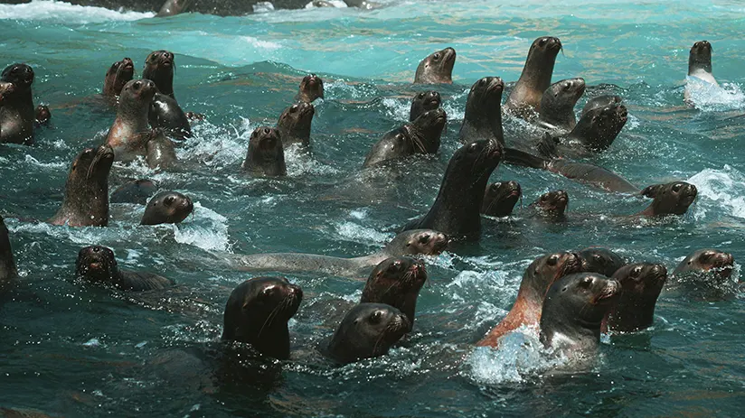 Sea lions