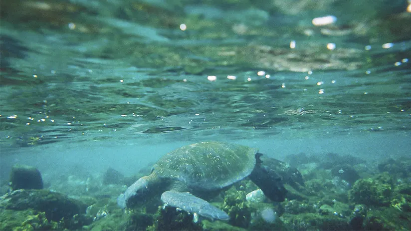Dry season Galapagos