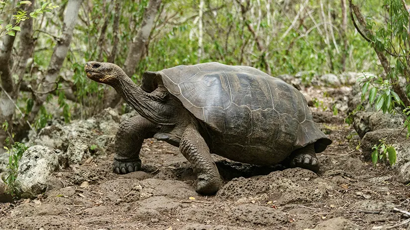 Galapagos island tortoise