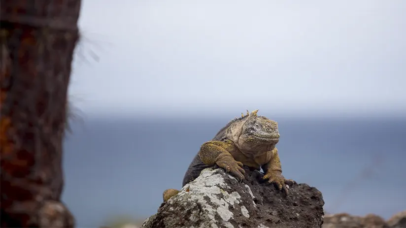 Galapagos itinerary