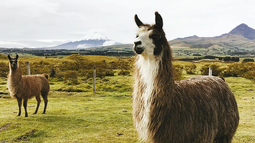 Llama in Peru 