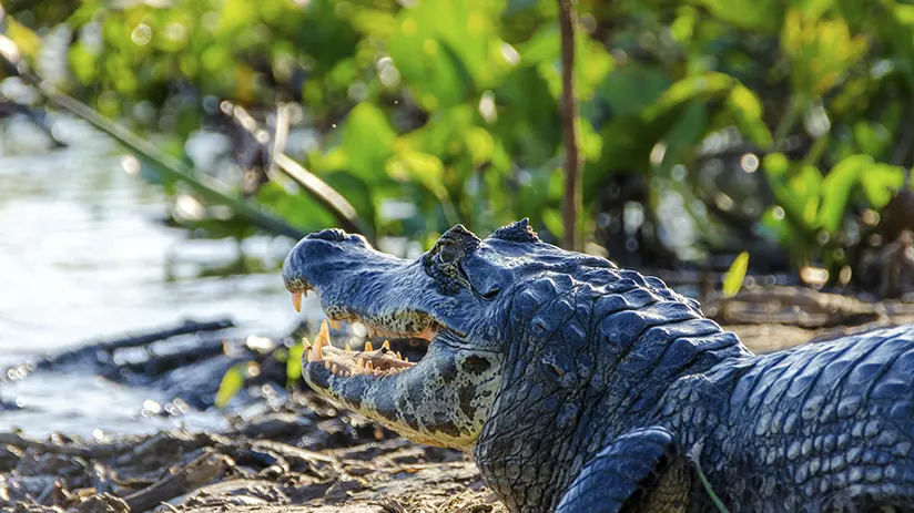 Pantanal in Brasil