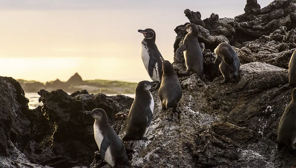Things to do in Galapagos
