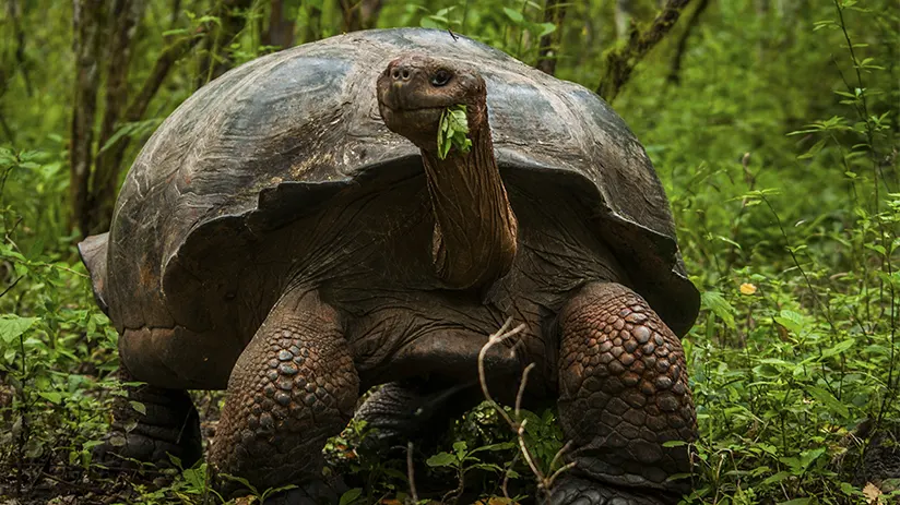 Tortoise Galapagos