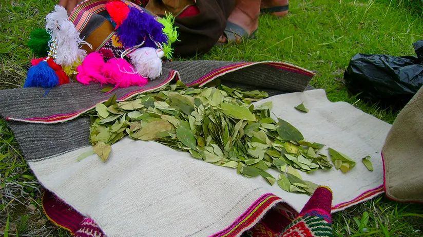 Sacred plants of the andes
