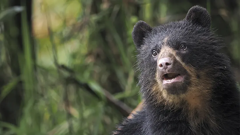 Andean bear Peru