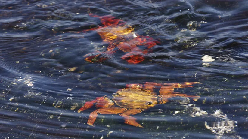 Crustaceans Galapagos