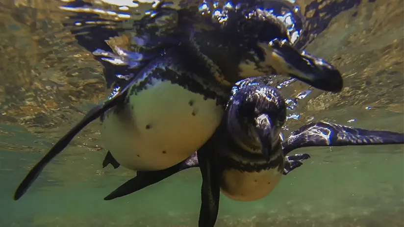 Galapagos penguins