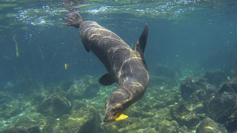 Galapagos sea lions
