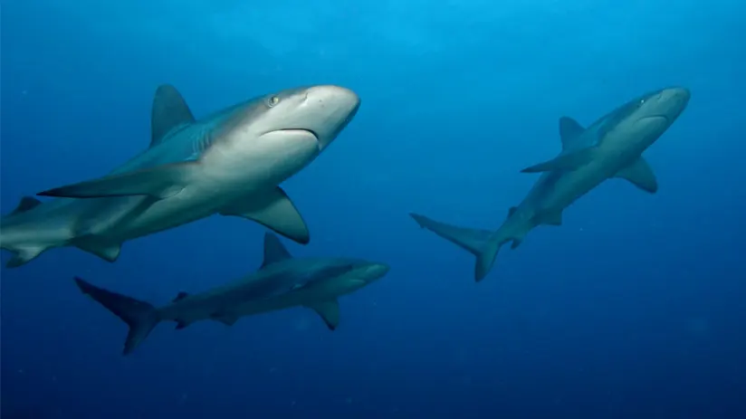 Galapagos sharks